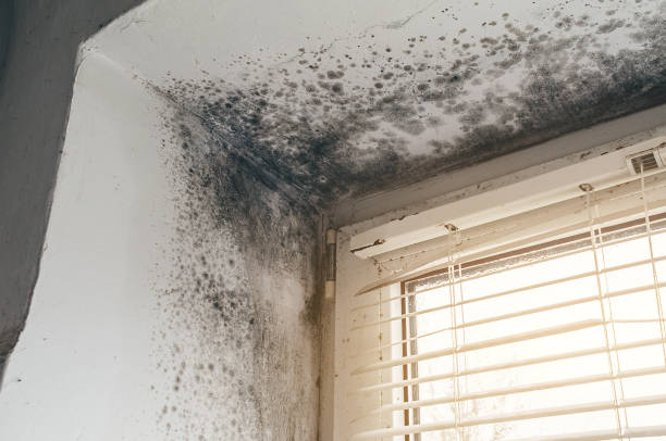 Affordable Crawl Space Mold Remediation solutions in Capron, IL