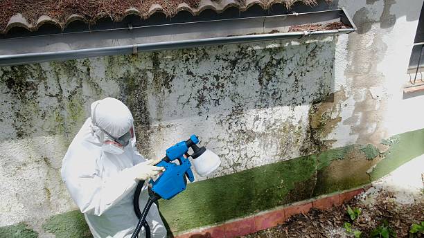 Top rated local Crawl Space Mold Remediation specialists in Capron, IL